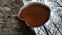 Piptoporus betulinus image