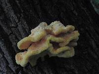 Laetiporus sulphureus image