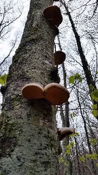 Fomitopsis betulina image