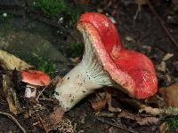 Russula sanguinaria image