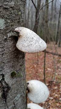 Fomitopsis betulina image