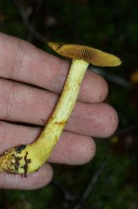 Dermocybe canaria image