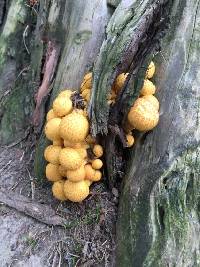 Gymnopilus junonius image