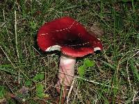 Russula xerampelina image