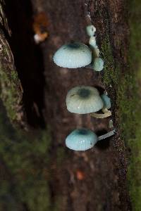 Mycena interrupta image