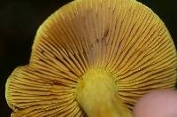 Dermocybe canaria image