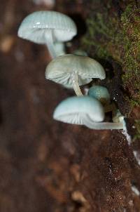 Mycena interrupta image