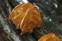 Laetiporus sulphureus image