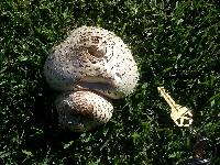 Chlorophyllum molybdites image