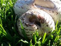 Chlorophyllum molybdites image