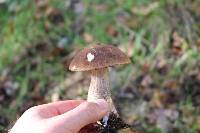 Leccinum scabrum image