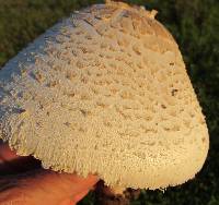 Chlorophyllum molybdites image