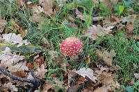 Amanita muscaria image