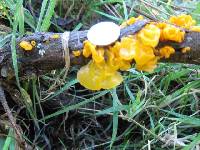 Tremella mesenterica image