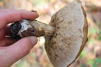 Leccinum scabrum image