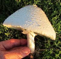 Chlorophyllum molybdites image