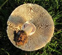 Chlorophyllum molybdites image