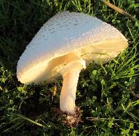 Chlorophyllum molybdites image