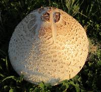 Chlorophyllum molybdites image