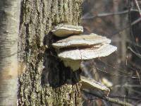 Ganoderma applanatum image