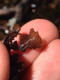 Peltigera gowardii image