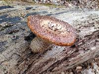 Polyporus squamosus image