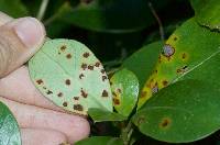 Puccinia coprosmae image