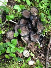 Coprinus comatus image