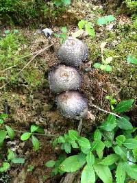 Coprinus comatus image