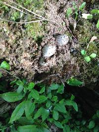 Coprinus comatus image