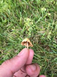 Conocybe apala image