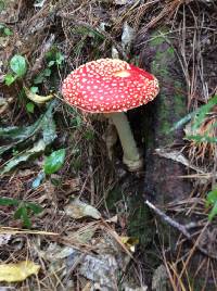 Amanita muscaria image