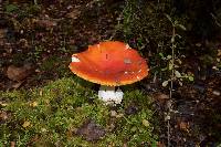 Amanita muscaria image