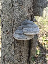 Fomes fomentarius image