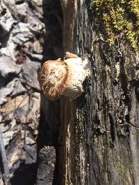 Polyporus squamosus image