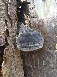 Fomes fomentarius image