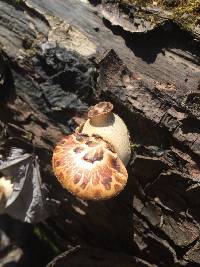 Polyporus squamosus image