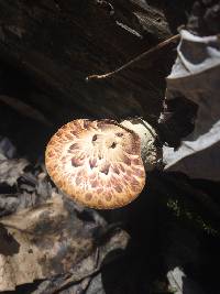 Polyporus squamosus image