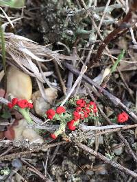 Cladonia cristatella image