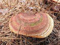 Ganoderma tsugae image