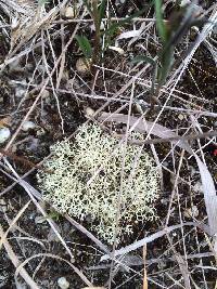 Cladonia subtenuis image