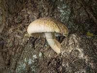 Agrocybe parasitica image