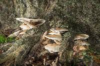 Agrocybe parasitica image