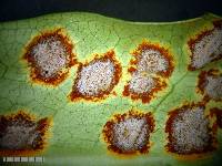 Puccinia coprosmae image