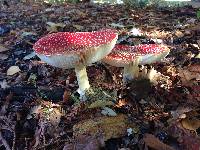 Amanita muscaria image