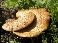 Polyporus squamosus image