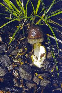 Amanita pekeoides image