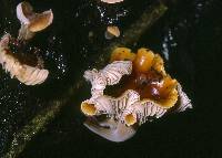 Flammulina velutipes image