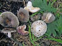 Russula grisea image