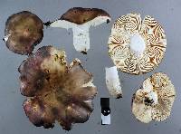 Russula grisea image